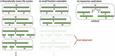 The limits of information in precise regulation of early multicellular life cycles