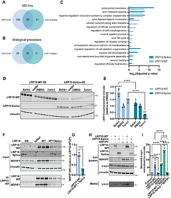 Interactome mapping reveals a role for LRP10 in autophagy and NDFIP1-mediated alpha-synuclein secretion
