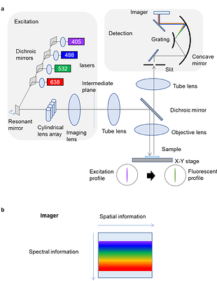 Spatial Clustering Analysis with Spectral Imaging-based Single-Step Multiplex Immunofluorescence (SISS-mIF)