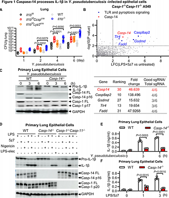 Caspase-14 recognizes and processes IL-1β in epithelial cells to drive anti-bacterial IgG production