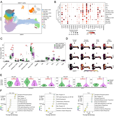 Antiviral CD4+ T and myeloid cell responses to influenza vaccines are attenuated in older adults