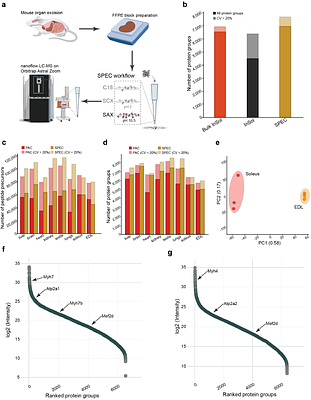 A Solid-Phase Extraction Capture (SPEC) workflow in nanoliter volumes for fast, robust and ultrasensitive proteomics