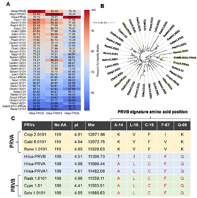 Proteomic characterization of major fish allergy responsive protein parvalbumins in Hilsa (Tenualosa ilisha): A commercially important fish in Southeast Asia