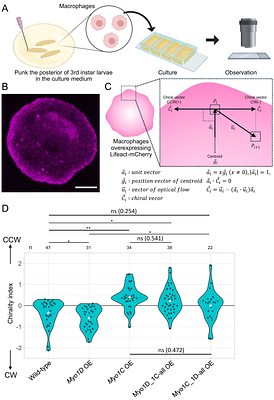 Identification of loop regions as motifs determining cellular and organ chirality in Myosin 1C