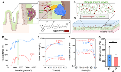 Bacteria-mimetic bioadhesives with multivalent mucoadhesion and drug-compatible delivery