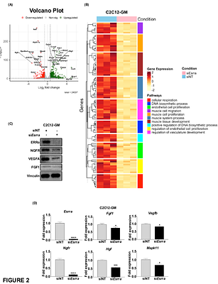 Estrogen-related receptor alpha promotes skeletal muscle regeneration and mitigates muscular dystrophy