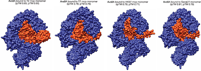 Identifying phage proteins that activate the bacterial innate immune system