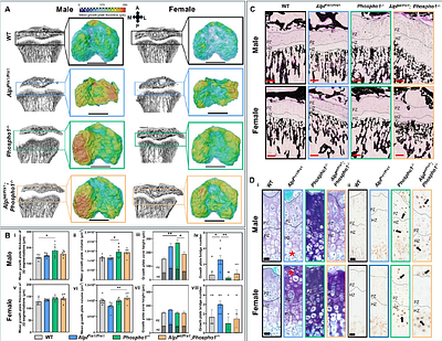 TNAP and PHOSPHO1 function synergistically to afford critical control over the mineralisation of the postnatal murine skeleton