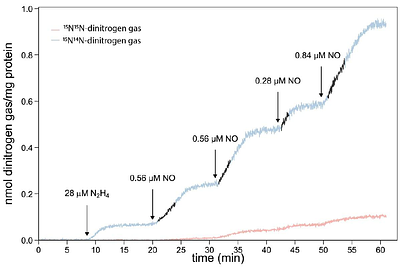 The molecular mechanism and activity of Kuenenia stuttgartiensis hydrazine synthase