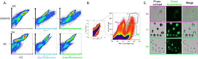 Purification protocol of hypertrophied hepatic stellate cells for their transcriptomic characterization from CDAHFD mice liver