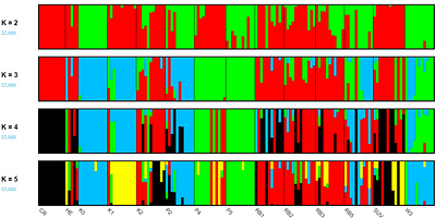 Chromosome-scale genome assembly of Poa trivialis and population genomics reveals widespread gene flow in a cool-season grass seed production system