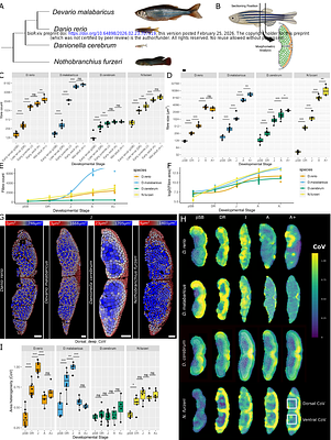 Divergence in skeletal muscle growth by differential spatial hyperplastic patterning in teleost fishes