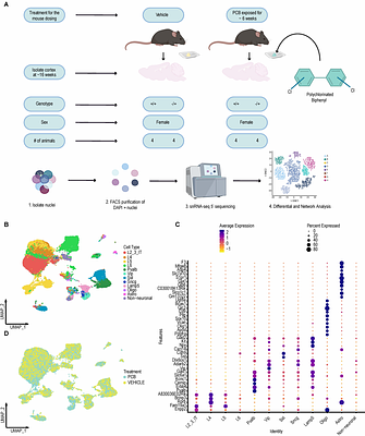 Female cortical cellular mosaicism underlies shared MeCP2 and PCB impacted gene pathways