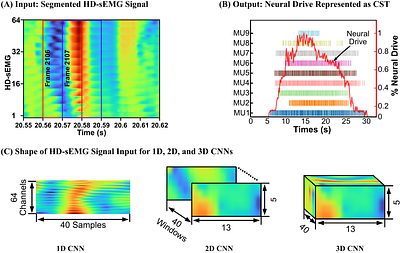 Impact of Kernel Dimensionality on the Generalizability and Efficiency of Convolutional Neural Networks to Decode Neural Drive from High-density Electromyography Signal