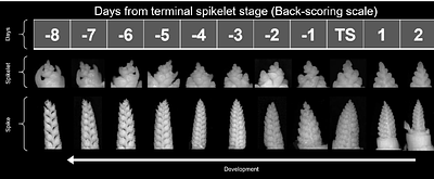Buying time - increasing yield potential in wheat by extending stem elongation duration