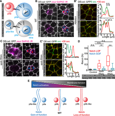 Coupling between Notch signalling and junctional mechanics during asymmetric division of sensory organ precursors