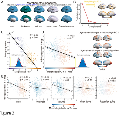 The continuous differentiation of multiscale structural gradients from childhood to adolescence correlates with the maturation of cortical morphology and functional specialization