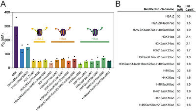 The BRD4-nucleosome interaction is enhanced modestly and non-selectively by histone acetylation