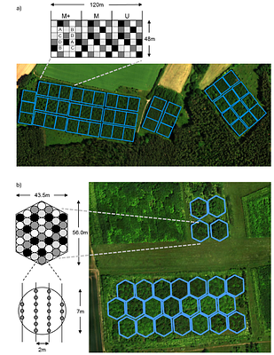 Using a planted tree biodiversity experiment to evaluate imaging spectroscopy for species classification