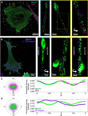 Dynamic myosin 10 coupling to DCC and β1 integrin is mediated by intrinsically disordered regions during filopodial transport and patterning