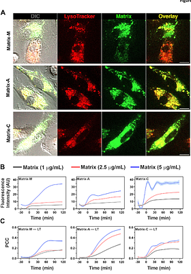 Matrix-M(R) adjuvant triggers inflammasome activation and enables antigen cross-presentation through induction of lysosomal membrane permeabilization