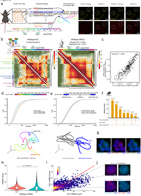 Single-Allele Chromatin Tracing Reveals Genomic Clustering of Paralogous Transcription Factors as a Mechanism for Developmental Robustness in T Cells