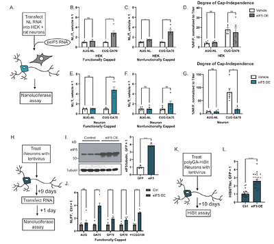 Altered neuronal start codon stringency favors cap-independent repeat-associated non-AUG translation