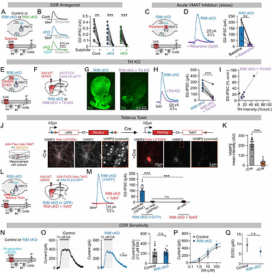 Distinct forms of dopamine transmission control locomotion and learning