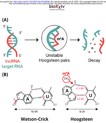 SARS-CoV-2 reshapes mA methylation in long non-coding RNAs of human lung cells