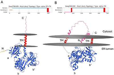 Decoding PDI diversity: insights into structure, domains, and functionality in sorghum