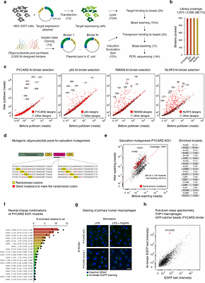 Transposon-Display of AI-designed binders enables manipulation of the proteome in human cells