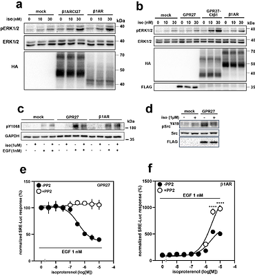GPR27 mediates adrenergic ligands-induced transinhibition of EGFR