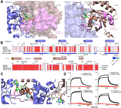 ARMH3 acts as a central scaffold at the Golgi/TGN through interactions with Arl5, GBF1, and PI4KB
