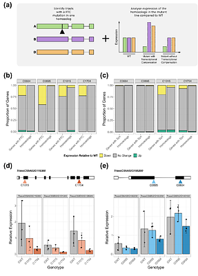 Homoeolog expression in polyploid wheat mutants shows limited transcriptional compensation