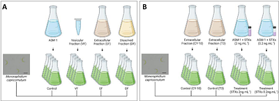 Extracellular vesicles from saxitoxin-producing strains of the cyanobacterium Raphidiopsis raciborskii and investigation of their potential allelopathic effect