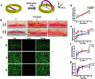 A 4D Bio-Kirigami Strategy for Engineering Complex Tissue Curvatures