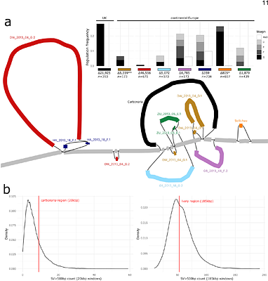 Parallel evolution of industrial melanism in the peppered moth: one locus, many alleles