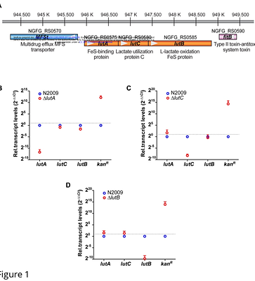 Metabolic role of the LutACB operon in Neisseria gonorrhoeae resistance to neutrophil-mediated clearance