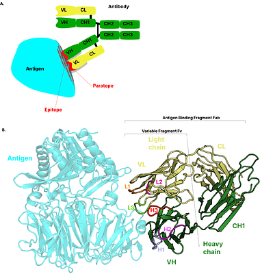ANABAG: Annotated Antibody Antigen dataset with unique features for Antibody Engineering Applications