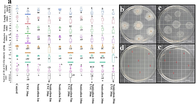 Unveiling differential responses to UVB (305 nm) and UVC (275 nm) in cacao-infecting Colletotrichum gloeosporioides and Pestalotiopsis sp.