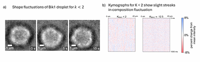 Partition Coefficients Reveal Changes in Properties of Low-Contrast Biomolecular Condensates