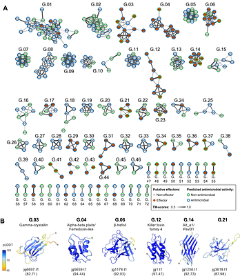 Conserved protein folds underpin the diversification of secreted proteins in a fungal pathogen