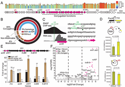 Selective targeting of a histone-like silencer Sfx to the R6K conjugal transfer operon