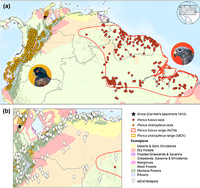 Ghostbusting the national bird checklist: integrative evidence shows that Pionus fuscus does not occur in Colombia