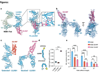 Immune receptor LILRB1 mediates cis-signalling which is targeted by RIFINs of the malaria parasite