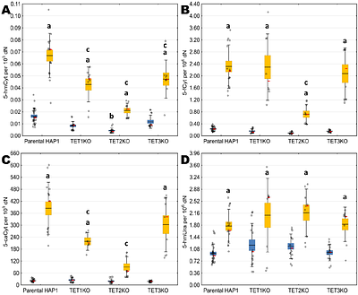 Loss of TET2 activity limits the ability of vitamin C to activate DNA demethylation in human HAP1 cells