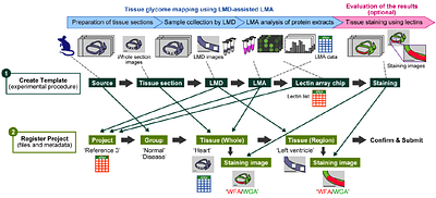LM-GlycoRepo Version 1.0: A novel repository system for mouse tissue glycome mapping data