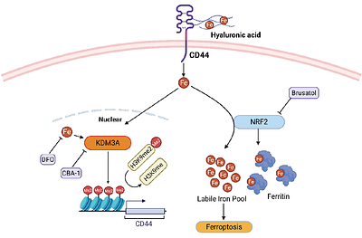 Iron Metabolism as a Therapeutic Vulnerability in Stem Cell-Like Castration-Resistant Prostate Cancer