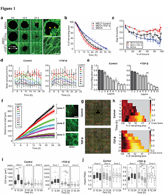 Partial epithelial-to-mesenchymal transition mediates profound gap closure through growth and fluidization
