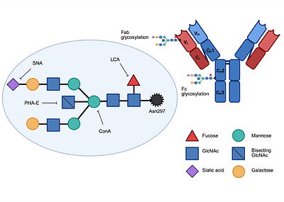 Not all alloantibodies are created equal: IgG glycosylation and severity of antibody-mediated rejection in kidney transplantation